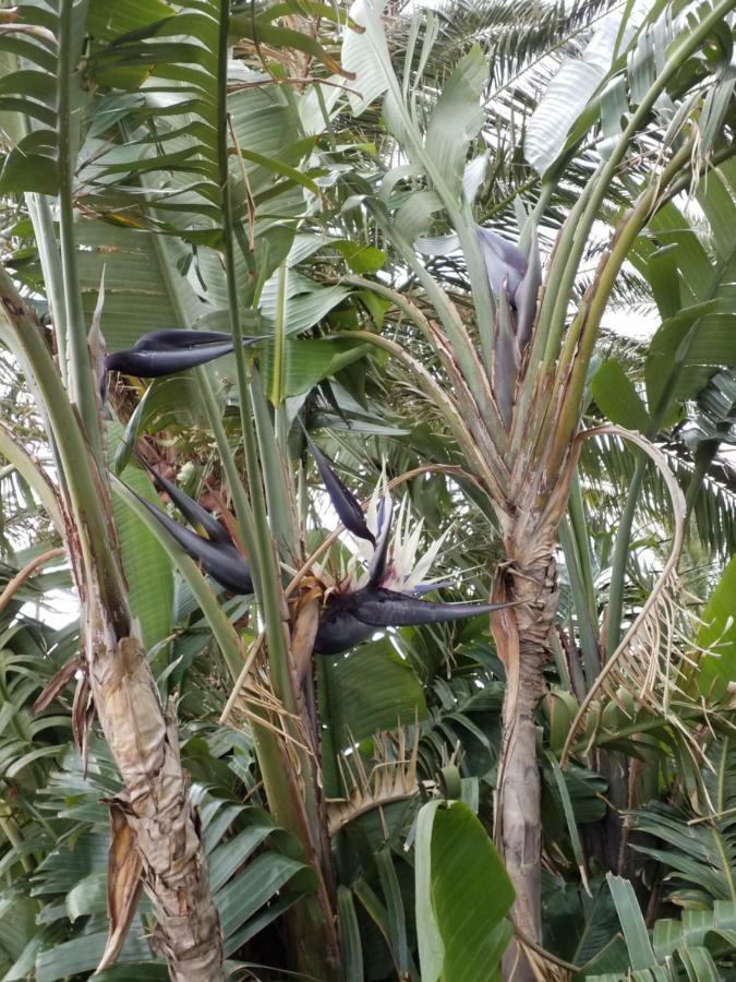 Palmeras Ingenio Bagian luar foto