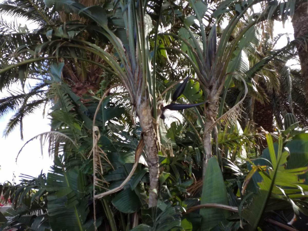 Palmeras Ingenio Bagian luar foto